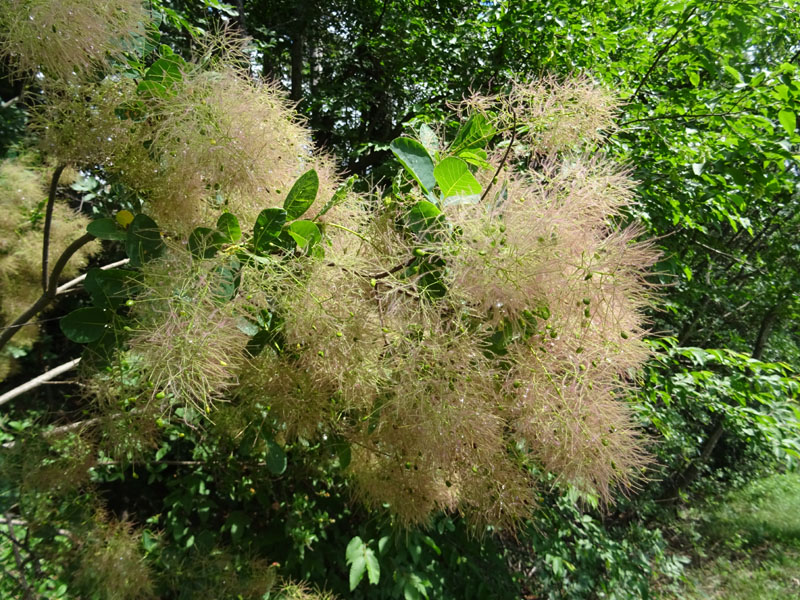 Cotinus coggygria / Sommacco selvatico